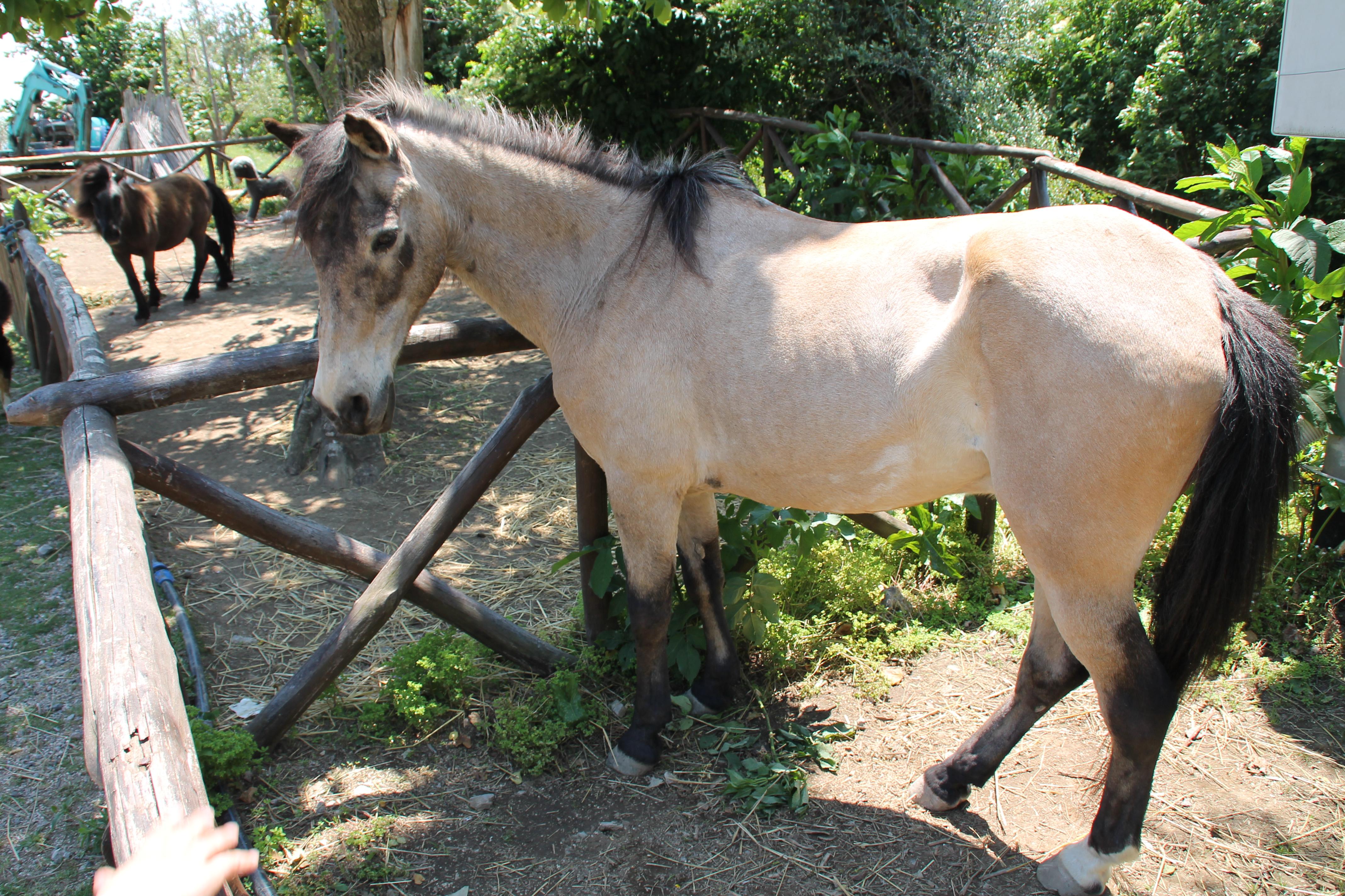 Agriturismo Piccolo Paradiso Piano di Sorrento Eksteriør billede