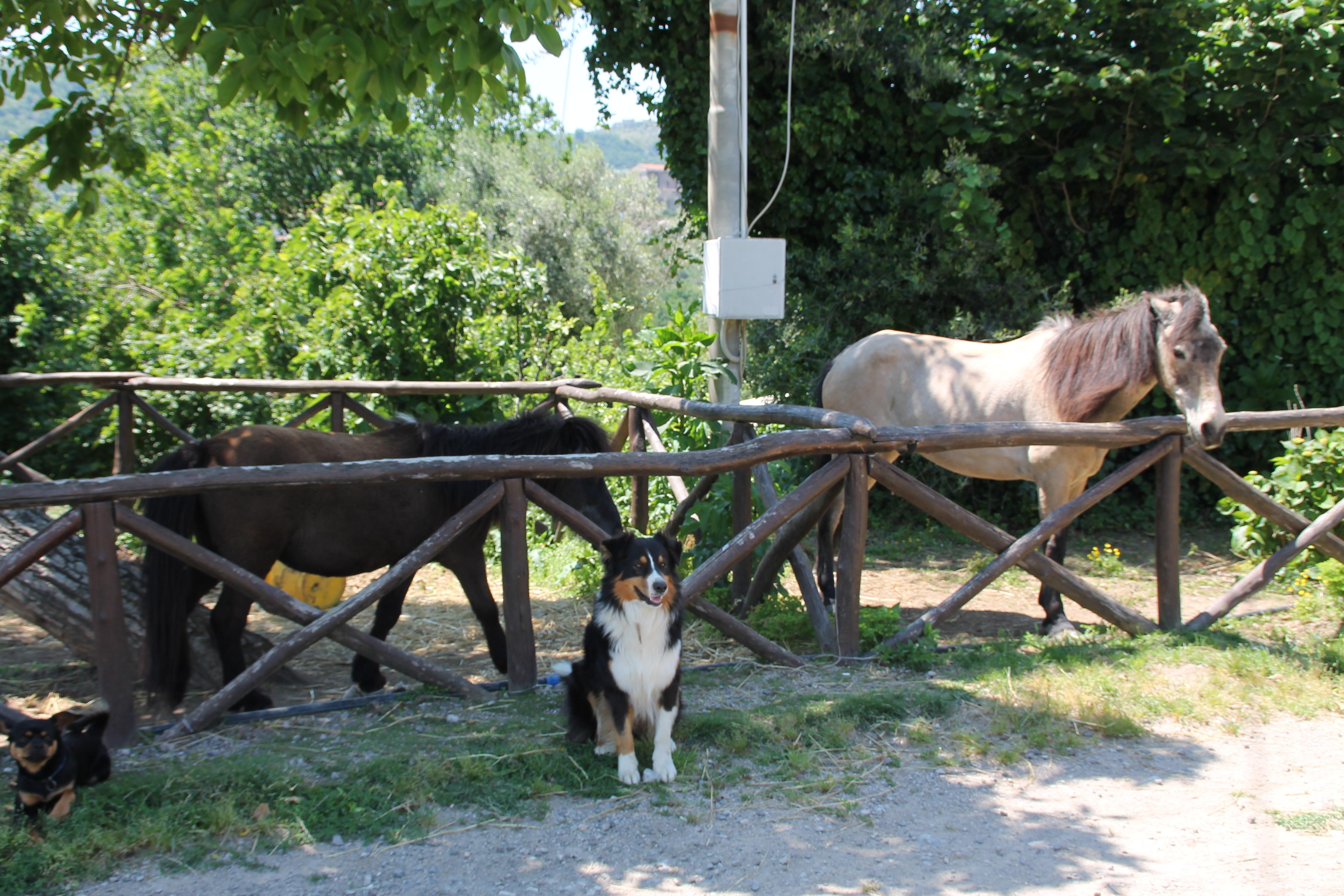 Agriturismo Piccolo Paradiso Piano di Sorrento Eksteriør billede