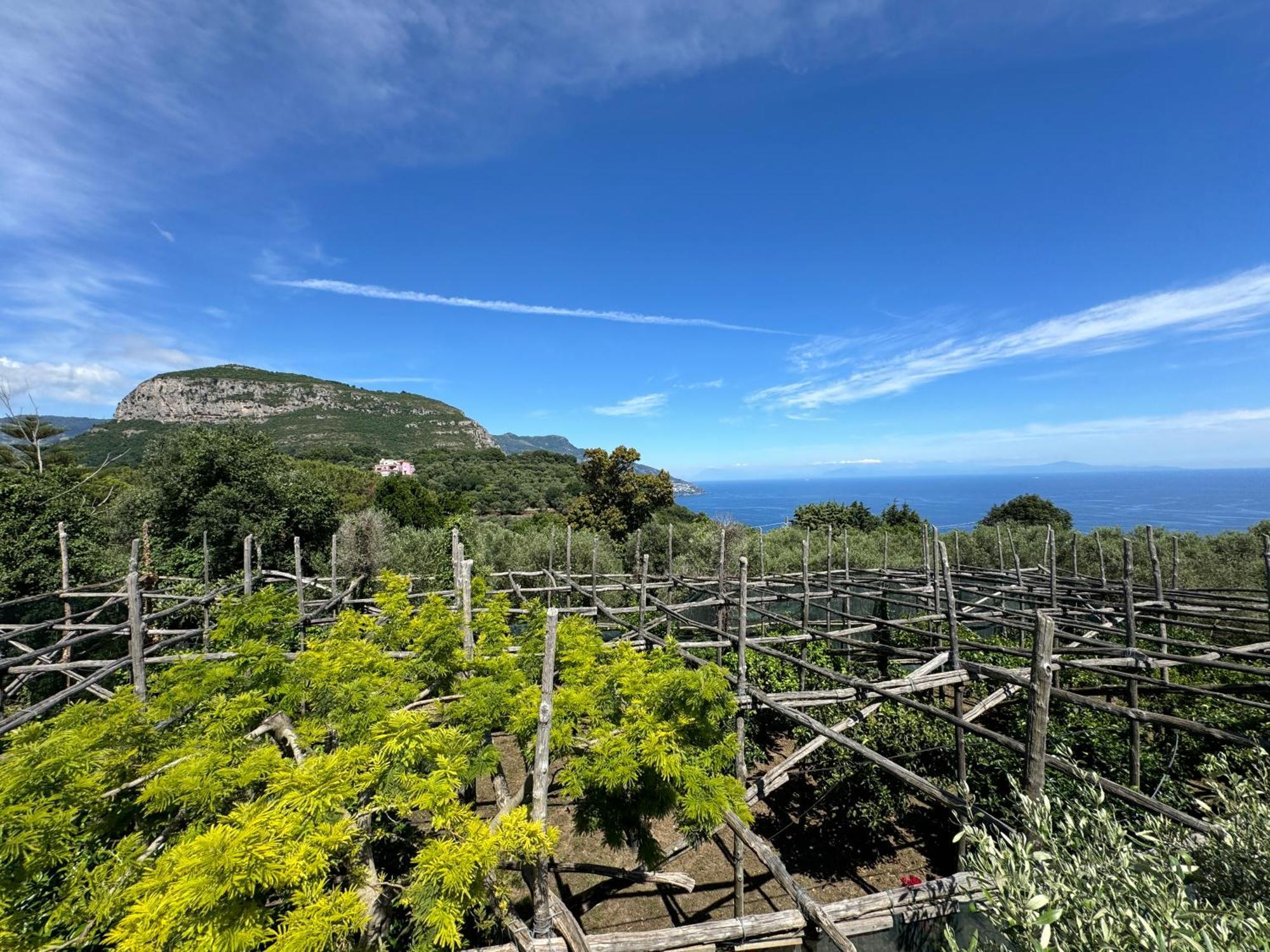 Agriturismo Piccolo Paradiso Piano di Sorrento Eksteriør billede