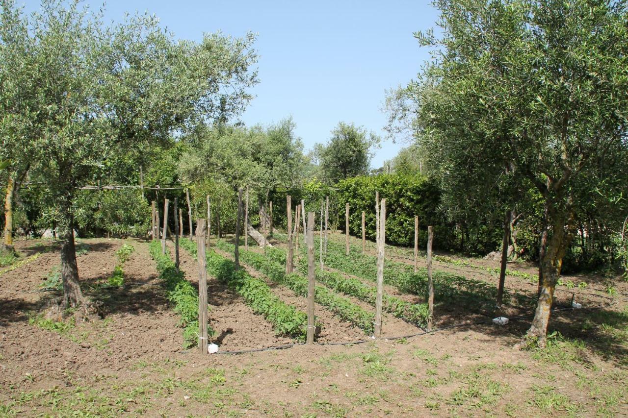 Agriturismo Piccolo Paradiso Piano di Sorrento Eksteriør billede